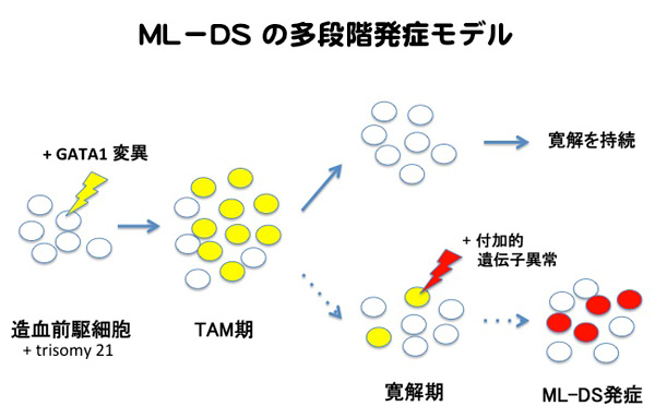 ML-DSの多段階発症モデル