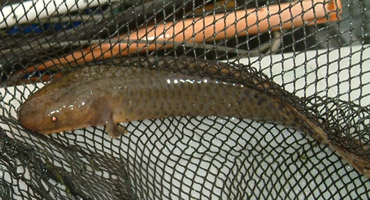Lungfish