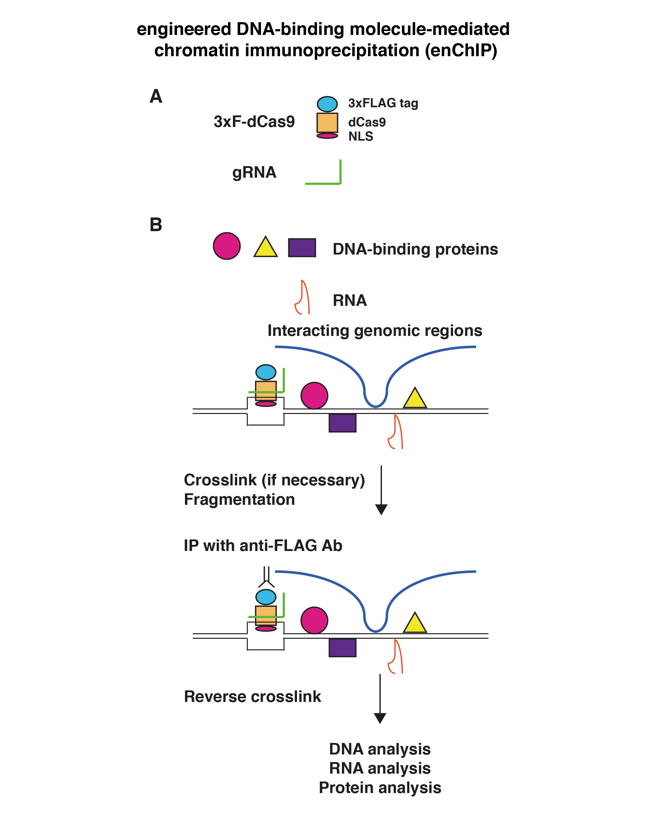 engineered DNA-binding molecule-mediated chromatin immunoprecipitation (enChIP)