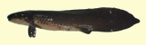 肺魚１-3.jpg