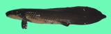 肺魚１-1.jpg