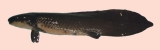 肺魚１-5.jpg