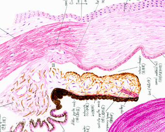 組織学スケッチ